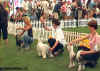 Konkurence ps v souti o CACIB.