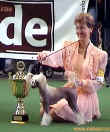 4. msto Best in Show + BIG winner - Berln 2002 - Gessi Modr kvt. Thanks to Petru Muntean!