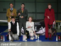 BEST IN SHOW - Club show KCHN (173 dogs) - BIS Chinese Crested Dog Powder Puff Ch. Oliver Modry kvet, owner Libue Brychtova, judges: Hans v.d. Beg (NL) + Tino Pehar (CRO). Many thanks for judging!