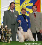 BEST IN SHOW CACIB Praha 2006 - Chinese Crested Dog Powderpuff - Ich. Cody z Haliparku, owner: Brychtov + Jansa, judge: Mr. Miroslav Vclavk, CZ