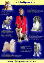 Roenka - Our dogs Annual 2008 - z Haliparku kennel - chystme se na Crufts!